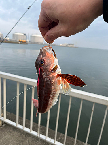 カナガシラの釣果