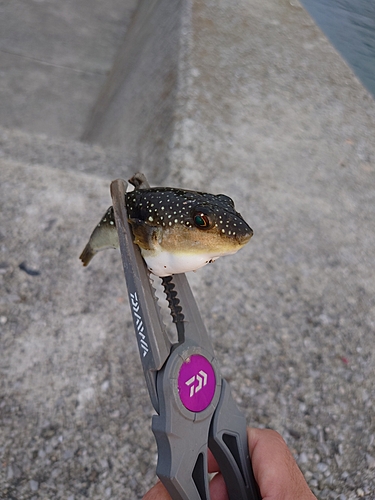 クサフグの釣果