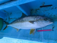 ヒラマサの釣果