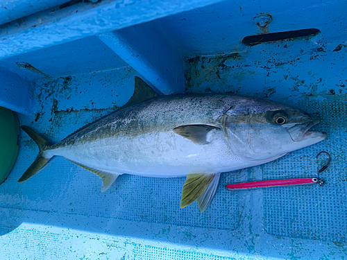 ヒラマサの釣果