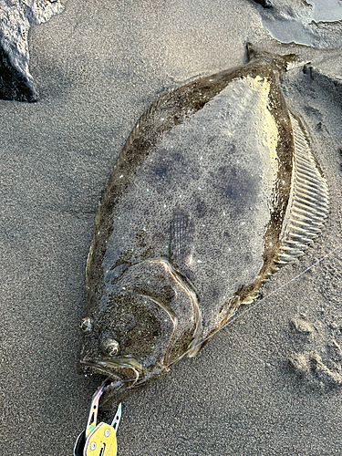 ヒラメの釣果