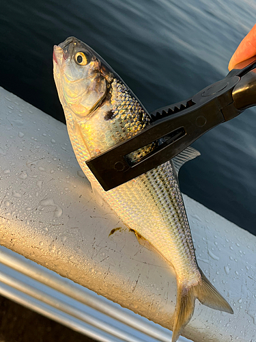 コノシロの釣果