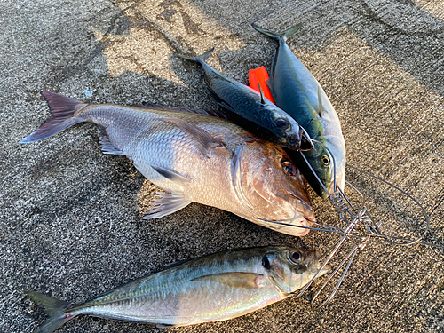 マダイの釣果