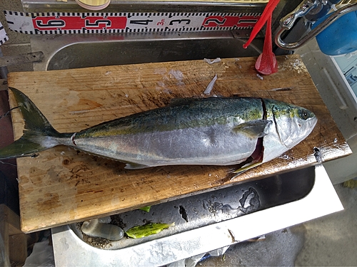 ハマチの釣果