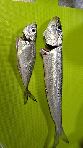 アジの釣果