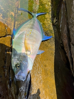 ナンヨウカイワリの釣果