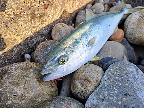 ツバイソの釣果