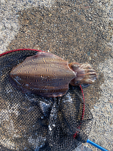 モンゴウイカの釣果