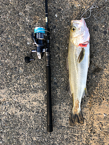 スズキの釣果