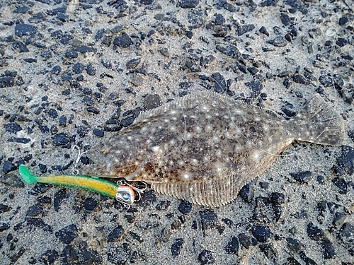 ソゲの釣果