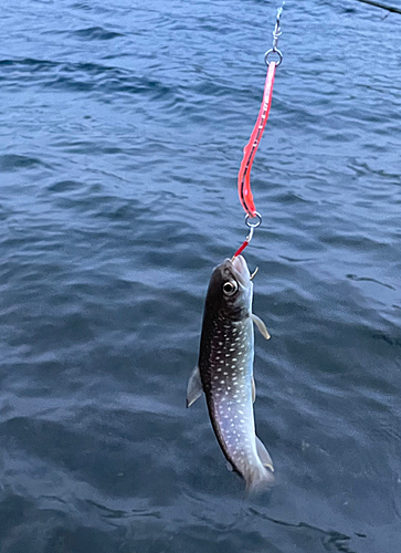 アメマスの釣果