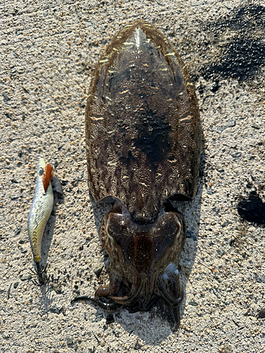 モンゴウイカの釣果