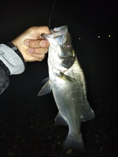 ヒラスズキの釣果