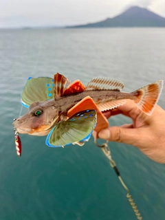 ホウボウの釣果