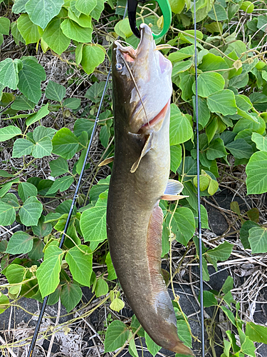 ナマズの釣果