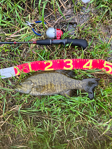 スモールマウスバスの釣果