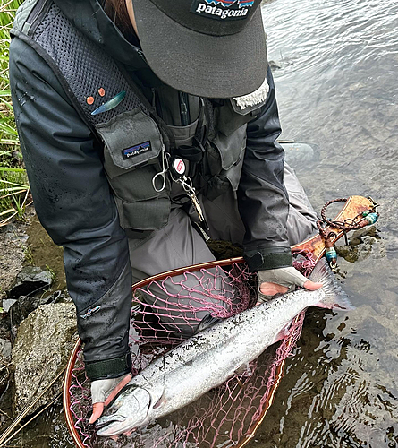 サクラマスの釣果