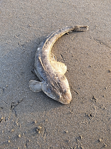 コチの釣果