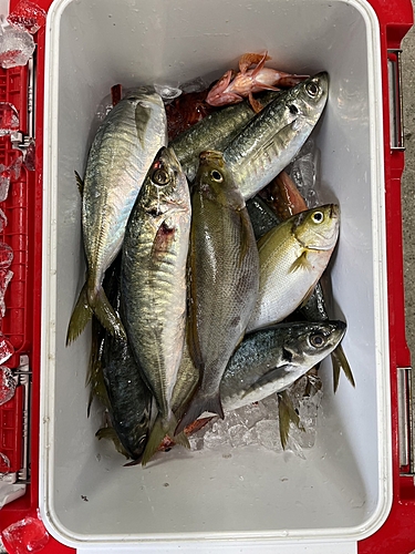 アオアジの釣果