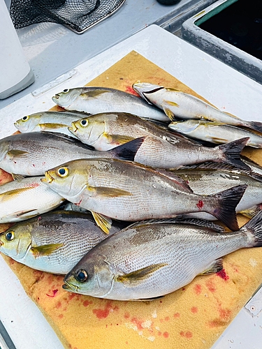 イサキの釣果