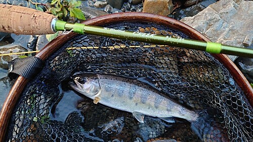 ヤマメの釣果