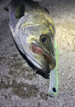 シーバスの釣果