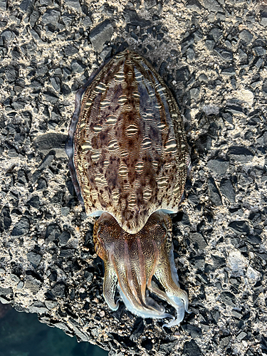 モンゴウイカの釣果