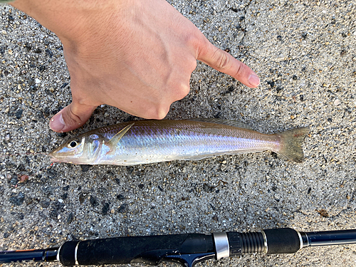 キスの釣果