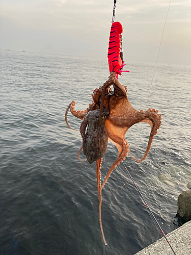 タコの釣果