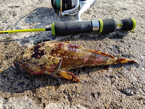 カジカの釣果