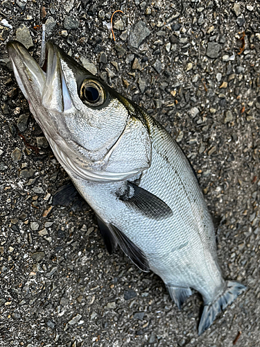 フッコ（ヒラスズキ）の釣果