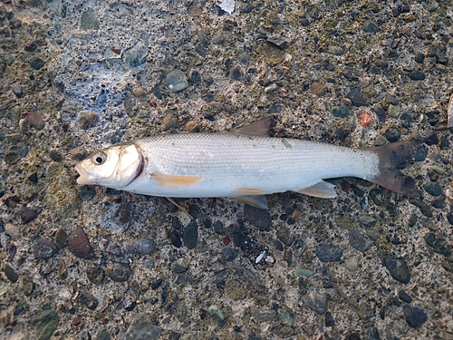 ウグイの釣果