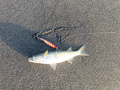 ボラの釣果