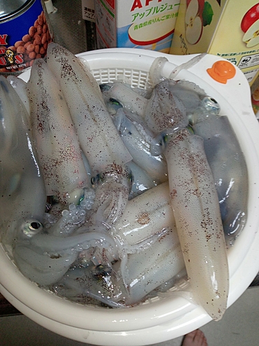 マメイカの釣果