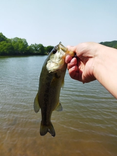 ラージマウスバスの釣果