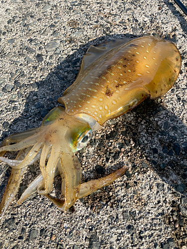 アオリイカの釣果