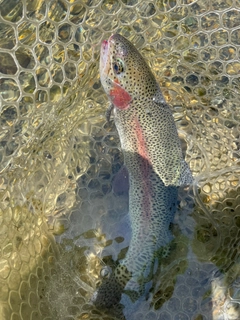 ニジマスの釣果