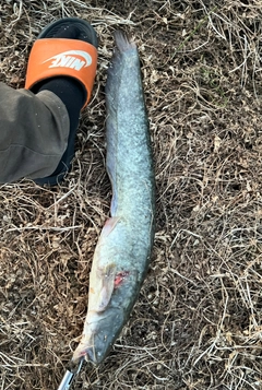 ナマズの釣果