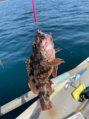 ガシラの釣果