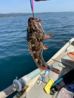 ガシラの釣果