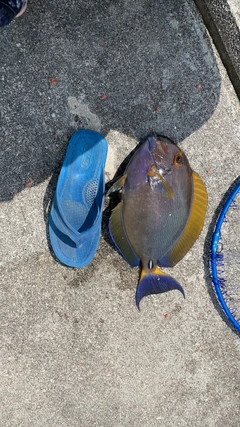 ニセカンランハギの釣果