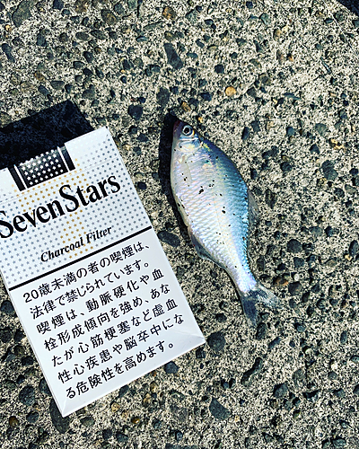 タナゴの釣果