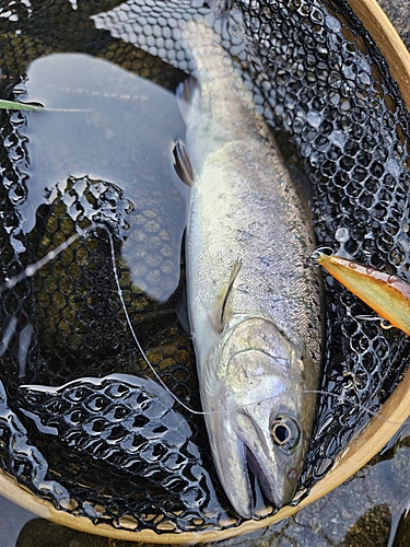 ヤマメの釣果