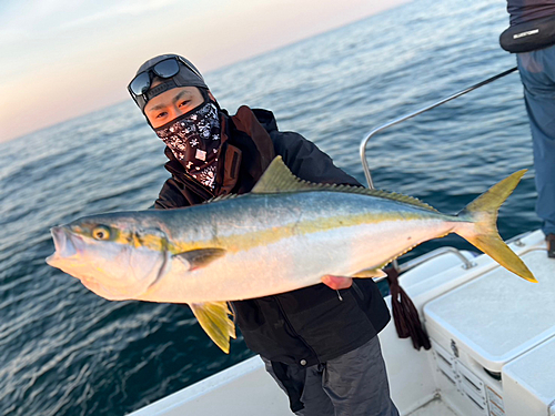 ヒラマサの釣果