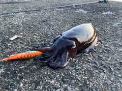 モンゴウイカの釣果