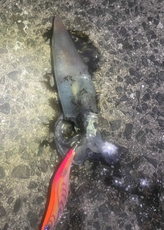 ケンサキイカの釣果