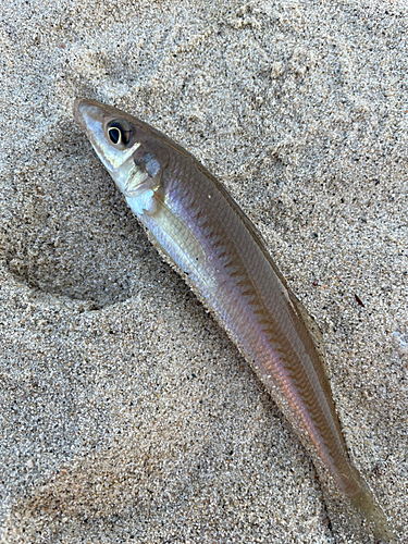 キスの釣果