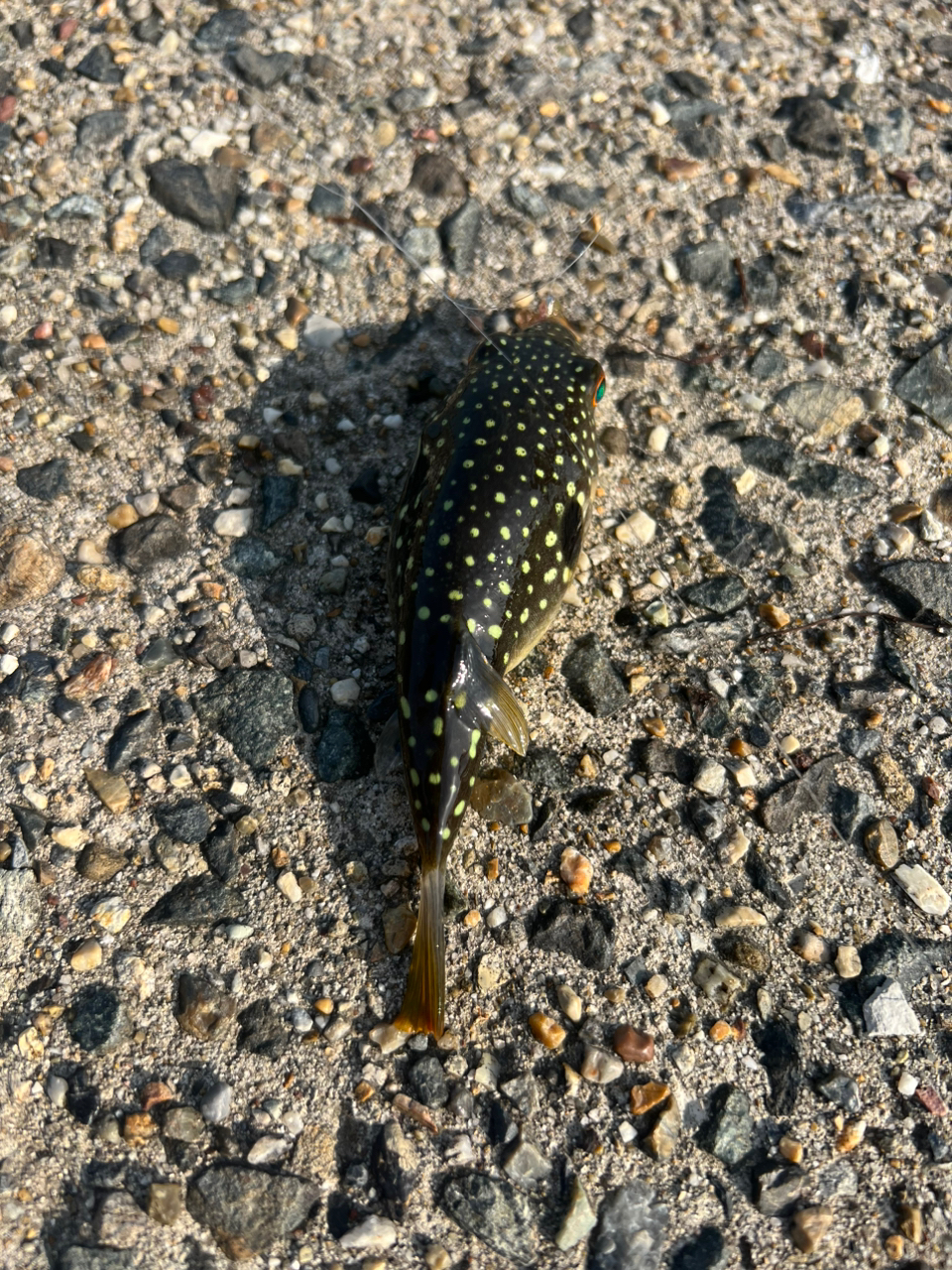 タケノコメバル