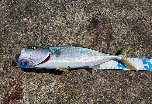 イナダの釣果