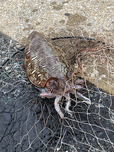 コウイカの釣果